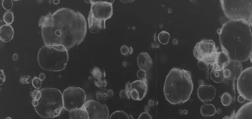 advanced organoid platform