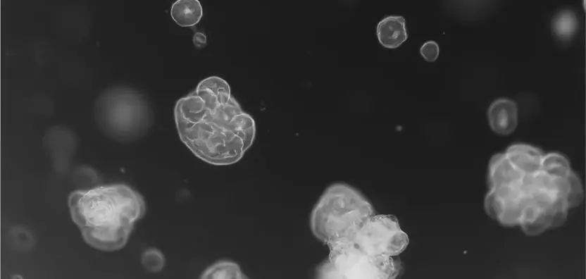 advanced organoid platform