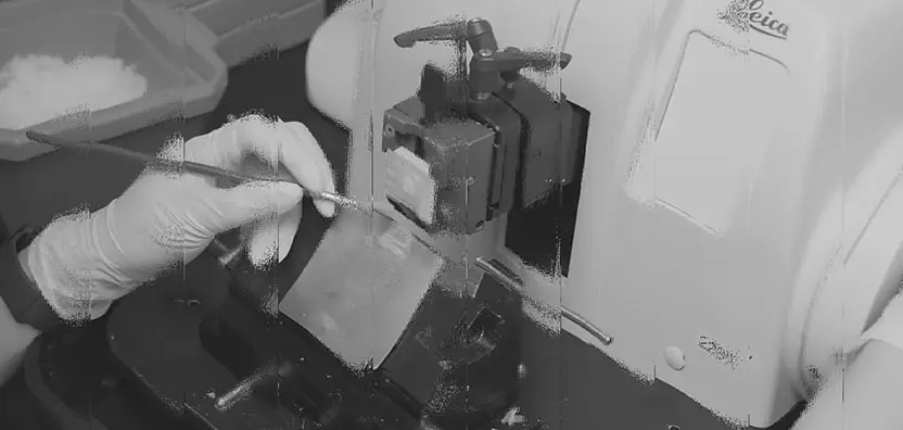 advanced organoid platform